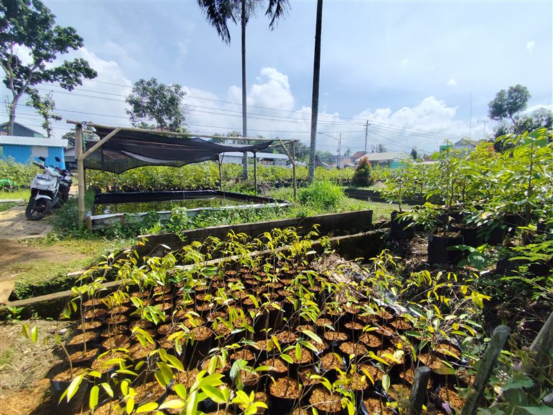 Kesalahan fatal dalam perawatan kebun durian