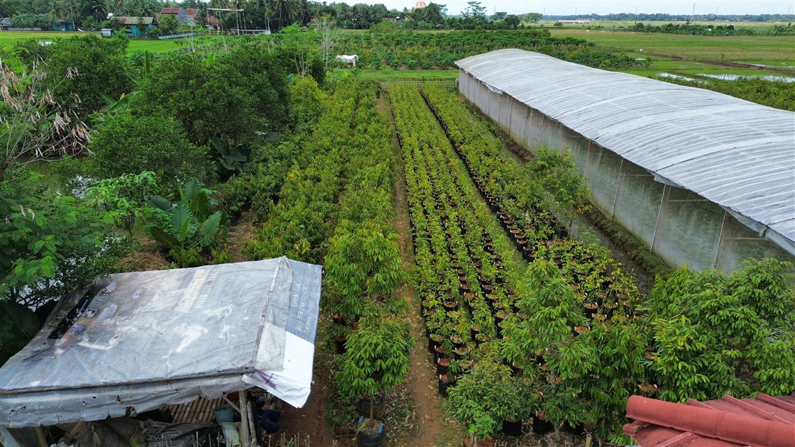 Peluang bisnis reseller bibit durian unggul
