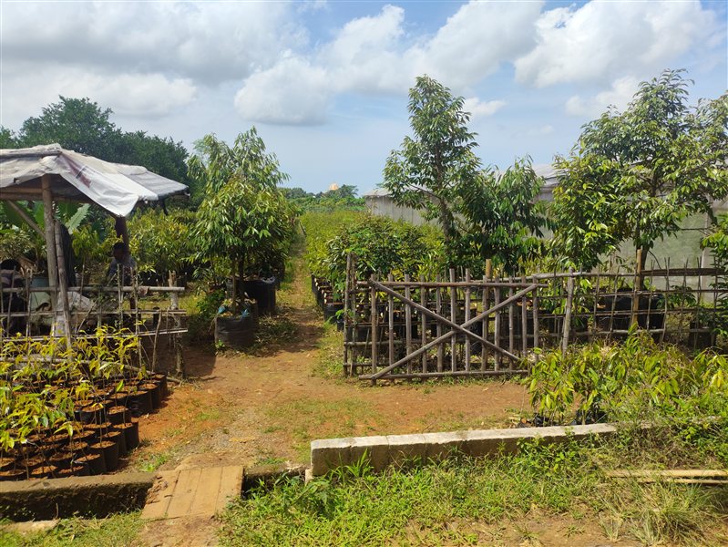 Kebun bibit durian Bibit Durian Murah di Kemranjen, Banyumas